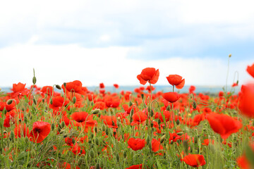 Obraz na płótnie Canvas Beautiful red poppy flowers growing in field