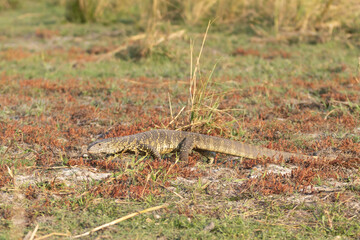 Water Monitor in the grass