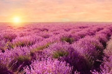 Obraz na płótnie Canvas Beautiful blooming lavender in field on summer day at sunset