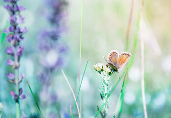 Beautiful Adonis blue butterfly on plant in field, closeup