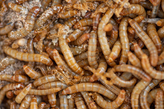 Closeup worms for use as food for birds and pets