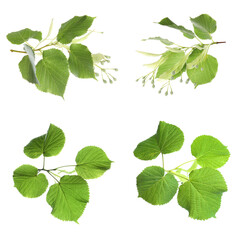 Fototapeta na wymiar Set with young fresh leaves on white background