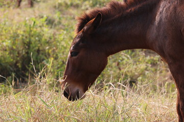 Obraz premium horse eating grass