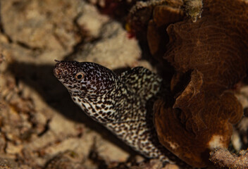Spotted Moray Eel