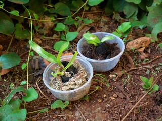 seedlings in a pot