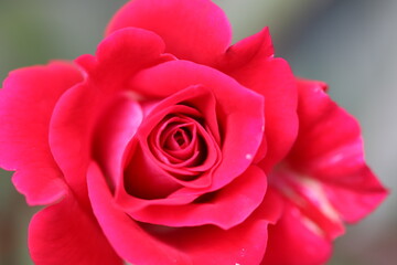 pink rose close up