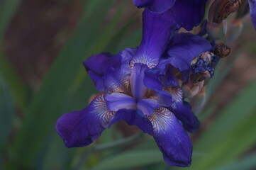 Purple iris is illuminated by the soft light of twilight.