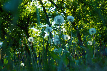 Dense thickets of tall dandelions in the summer garden.
