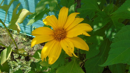yellow flowers in the garden