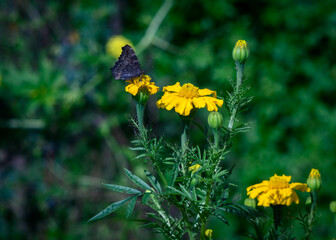 close up of beautiful butterfly on marigold flower isolated on white background. Deoriatal Uttarakhand
