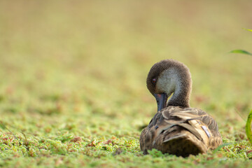 Galapagos Pintail