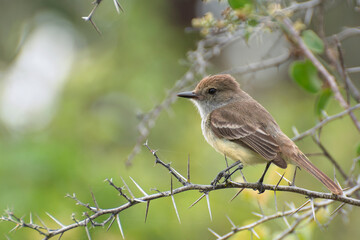Fototapeta premium Galapagos Flycatcher
