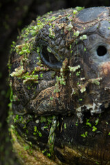 Santiago Giant-Tortoise