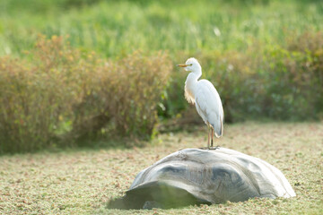 Unusual Cattle Egret's perch