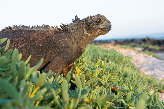 Marine Iguana