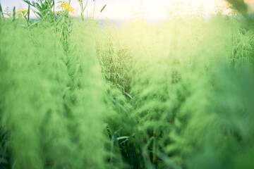 Obraz na płótnie Canvas Tall grass in field selective focus and sunlight