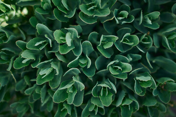 Blurred image out of focus Closeup nature view of green leaves dark nature concept