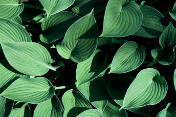 Summer leaf background layout, petals top view
