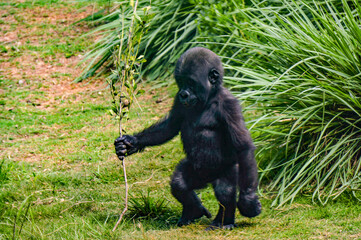 Baby gorilla holding a stick © Margot
