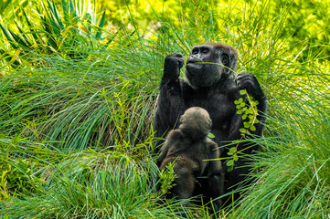 Gorilla and it's baby