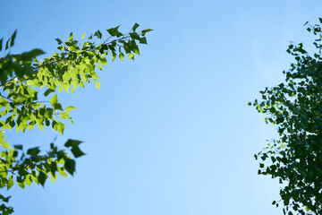 Leaf natural background selective focus on blue sky background, copy space