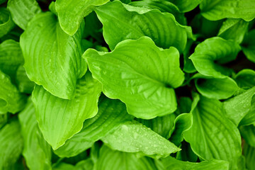 tropical leaves, abstract green leaves texture, nature background