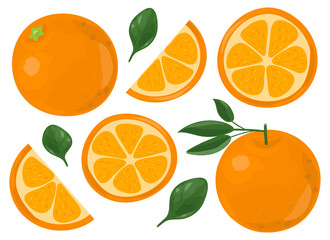 Set of fresh juicy oranges. Slices of fruit. Vector illustration isolated on white background.