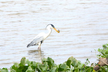 Garza mora y mojarra