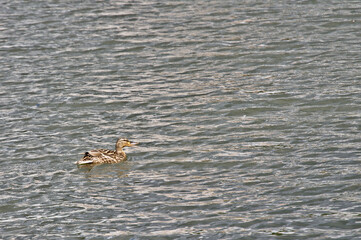 A wild duck floats on the water and opening its beak gives a sign to its relatives for meeting and socializing after a long winter.
