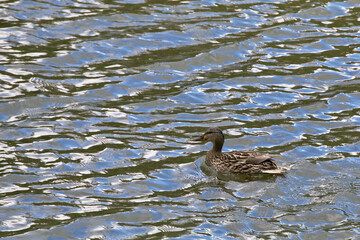 Side view of a wild duck floating in the forest lake for food after a long winter.
