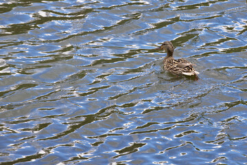 A wild duck floats on water after arrival against the backdrop of a clear forest lake and in the glint of sunlight.