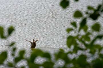 The adult duck fluttered, spread its wings and prepares to take off. Secret shooting was carried out from behind the bushes so as not to frighten off a wild bird.