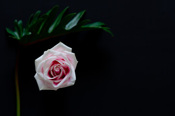 Pink rose with green Xanadu leaf isolated on black background.