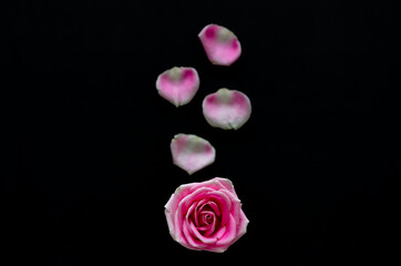 Pink rose with blurred petals isolated on black background.