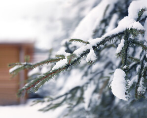 Fir tree covered with snow on winter day, closeup