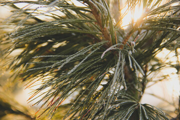 branches ate in frost in freezing weather. frost froze nature.