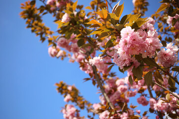 Closeup view of blossoming pink sakura tree outdoors