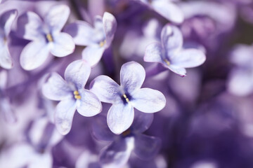 Closeup view of beautiful blooming lilac shrub outdoors
