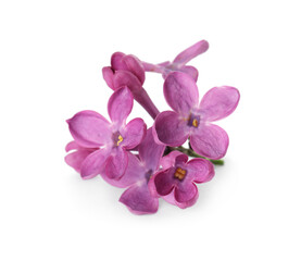 Fototapeta na wymiar Beautiful purple lilac blossom isolated on white