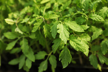 Green tomato seedlings with wet leaves, closeup