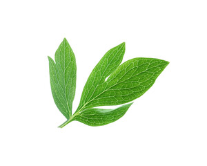 Obraz premium Fresh leaves of peony plant isolated on white