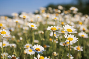 Closeup view of beautiful chamomile field on sunny day