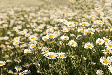 Closeup view of beautiful chamomile field on sunny day