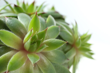 Beautiful echeverias on white background, closeup. Succulent plants