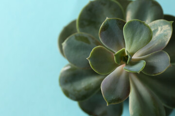 Beautiful echeveria on light blue background, top view. Succulent plant