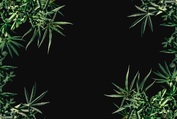 Border of green cannabis leaves on a black background. Medical marijuana. Isolated black copy space for text.