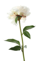 Fototapeta na wymiar Beautiful fragrant peony flower isolated on white