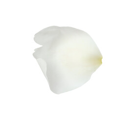 Petal of peony flower isolated on white