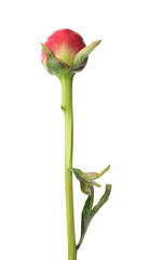 Fototapeta premium Beautiful pink peony bud isolated on white