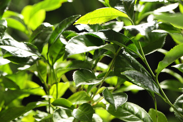 Closeup view of green tea plant against dark background